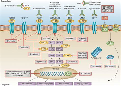 Signalling Pathway And Targeted Therapy In Gastric Cancer Percentages