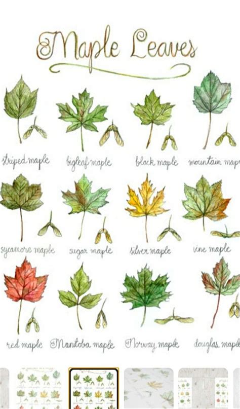 Oak tree leaf identification chart with locations 13 oak species – Artofit