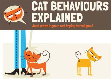 Cat Behaviors Explained [Animated Infographic]