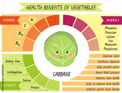 Cute Infographic Page Of Health Benefits Of Cabbage Like Vitamins