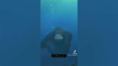 Minecraft Monke Swimming Tiktok Youtube