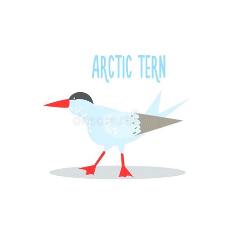 Arctic Tern Vector Illustration Stock Vector Illustration Of Animal