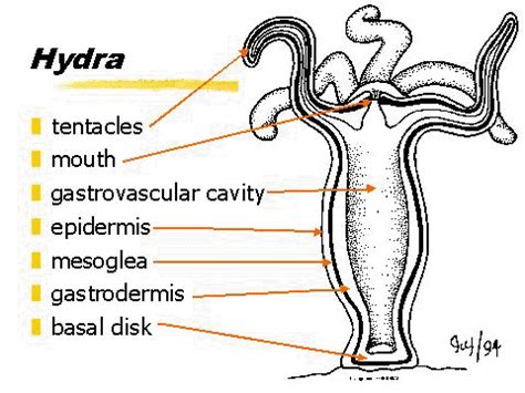 digestive system   cnidaria phylum digestive system