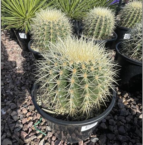 Golden Barrel Cactus Crazy Cactus