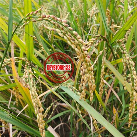 Jual Benih Padi Putih Padi Sawah Jenis Walen Umur Pendek Per Bungkus