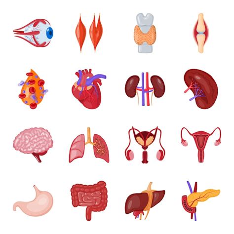 Premium Vector Human Organ Cartoon Icon Set