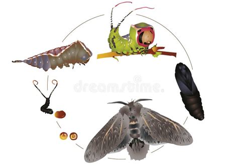 Life cycle of puss moth stock illustration. Image of green - 65765937