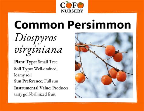 Common Persimmon – Community Foodscapes