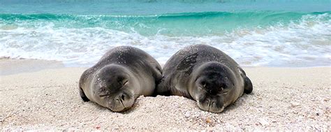 The Most Endangered Marine Mammals You Need To Know For Endangered ...