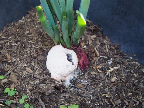 This happened to my onion : r/oddlyterrifying