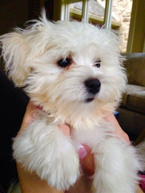 Maltese Chihuahua Poodle Mix Puppies: An Adorable And Unique Breed - l2sanpiero