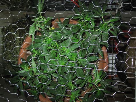 SCROG - General Growing Questions - UK420