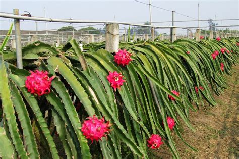 Cum Se Planteaza Fructul Dragonului Dragon Fruit Video