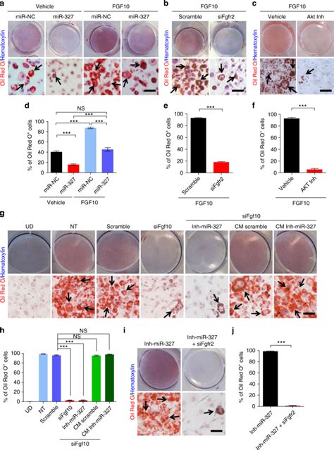 3t3 L1 Mouse Embryonic Preadipocyte Cells ATCC Bioz