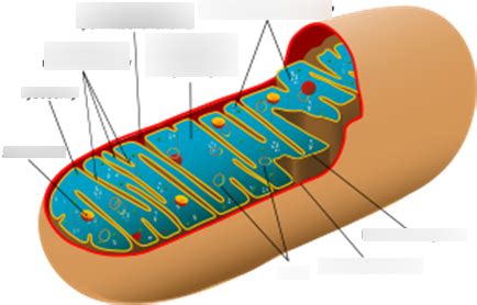 Wykres Budowa Mitochondrium Quizlet