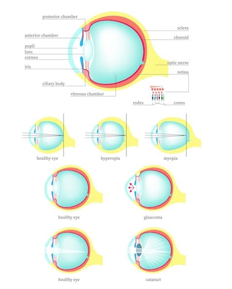 Anatomia Do Olho Humano Vetor Premium Sexiz Pix