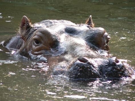 Hippopotamus Facts, Hippo Sweat, and a Natural Sunscreen | HubPages