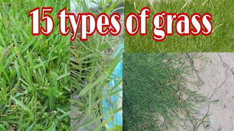 grass names - YouTube