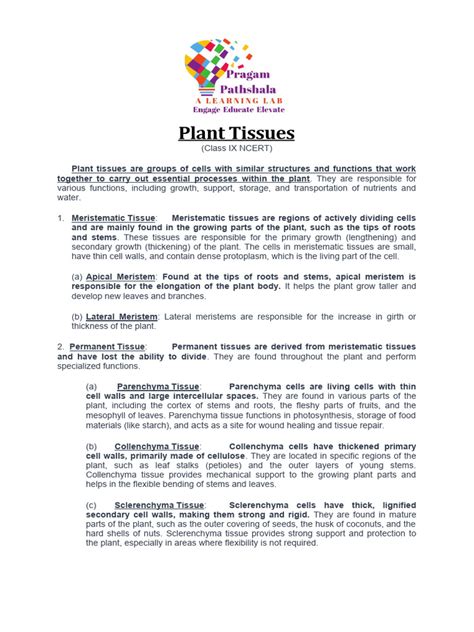 Plant Tissues Class 9th Pdf Tissue Biology Leaf