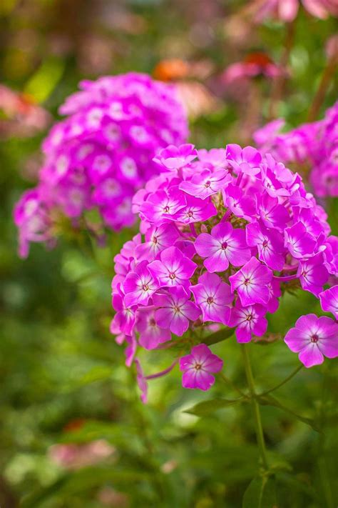 Long Blooming Perennials To Fill Your Garden With Color Long