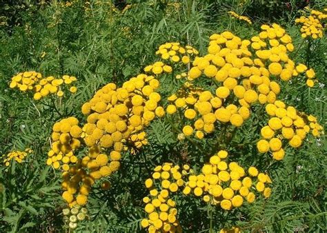 Пижмо звичайне | Blue tansy oil, Blue tansy essential oil, Blue tansy