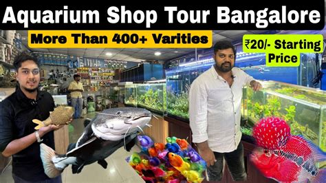 Biggest Fish Aquarium Shop In Bangalore New King Aquarium