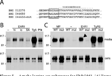 Figure 5 From An Entamoeba Histolytica Rhomboid Protease With Atypical Specificity Cleaves A