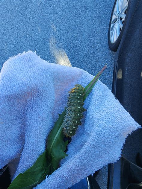 Huge caterpillar w yellow spikes found on my college campus sidewalk ...