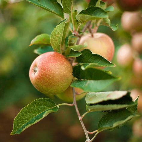 Honeycrisp™ Apple Tree For Sale Experience The Unmatched Crunch And