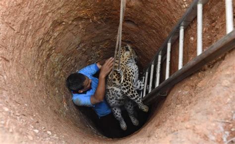 After 20 Hours Veterinarian In Guwahati Ventured Down A 30 Foot Dry