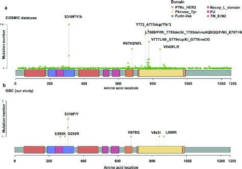 Summary of HER2 mutations in the COSMIC database (a) and mutation... | Download Scientific Diagram