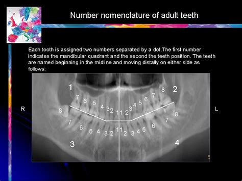 Figure 1 From Simple Diagnostic Approach For Mandible And Maxilla