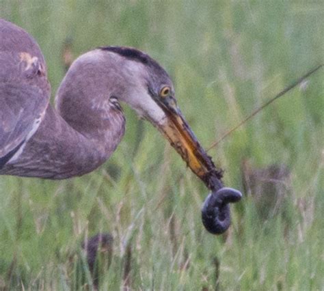 AGR Photo – Snake Eaters