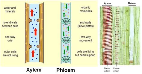 Xylem Vs Phloem 18 Major Differences Examples