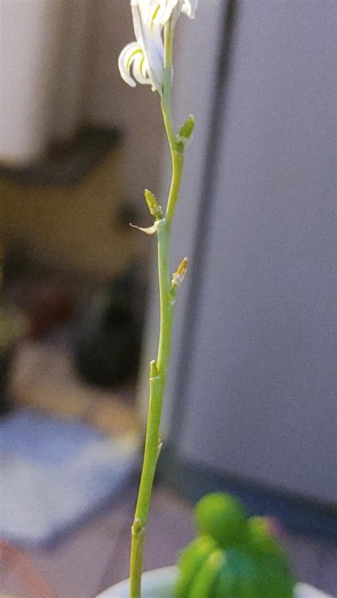 Pollination keeps failing. Any tips? (Info in comments) : r/haworthia