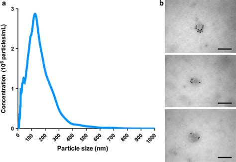 Characterization of ASC extracellular vesicles. a Nanoparticle tracking ... 