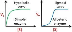 What is Allosteric Site? Definition, Features, Examples & Regulation ...