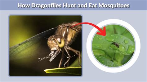 Do Dragonflies Eat Mosquitoes Diet Behavior And Key Facts