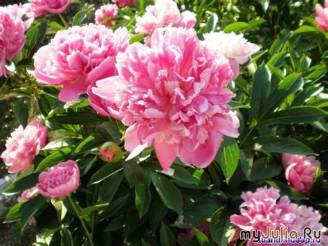 ЦВЕТЁТ ИМПЕРАТОРСКИЙ ЦВЕТОК! ПИОН!. Обсуждение на LiveInternet ...