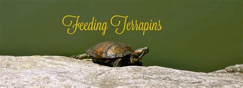 Feeding Terrapins Terrapin Food Advice Pbs Pet Travel