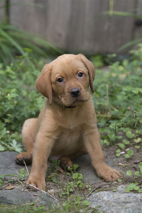 Fox Red Lab Puppies For Sale Canada - Labrador Retriever puppy dog for ...