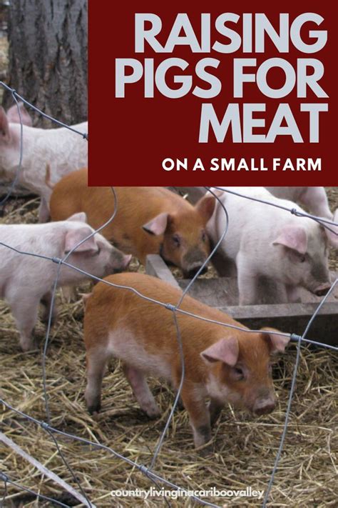 Raising Pigs For Meat On The Homestead Raising Pigs Pig Farming