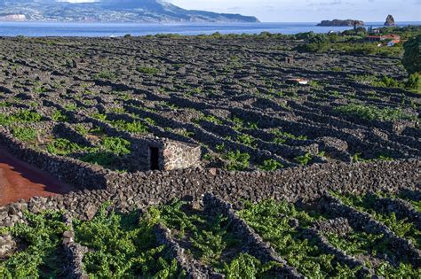 Portal Da Agricultura Dos A Ores Vitivinicultura