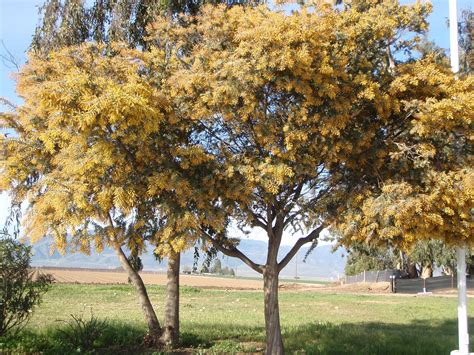 Adventure Talgache: the Silver Wattle tree