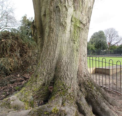 Quercus Rubra In Roath Park Pleasure Garden