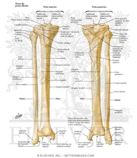 Tibia And Fibula Bones