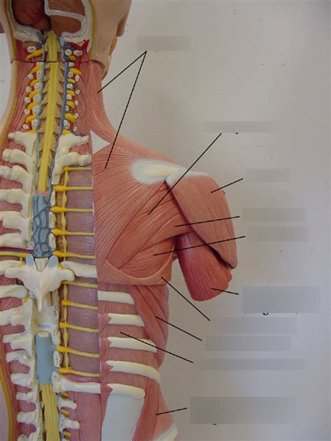 Posterior Upper Torso Muscles Model Diagram Quizlet