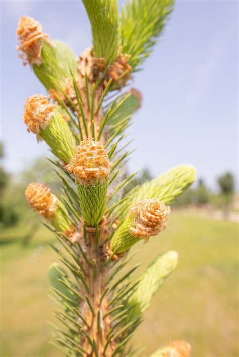 Pine Tree Female Flower Stock Photo Image Of Branch 148941870