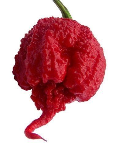 Carolina REAPER 100g świeża papryka SUPER OSTRA 15677566945