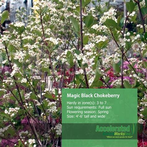 Autumn Magic Black Chokeberry Full Sun Plants Sun Plants Landscape